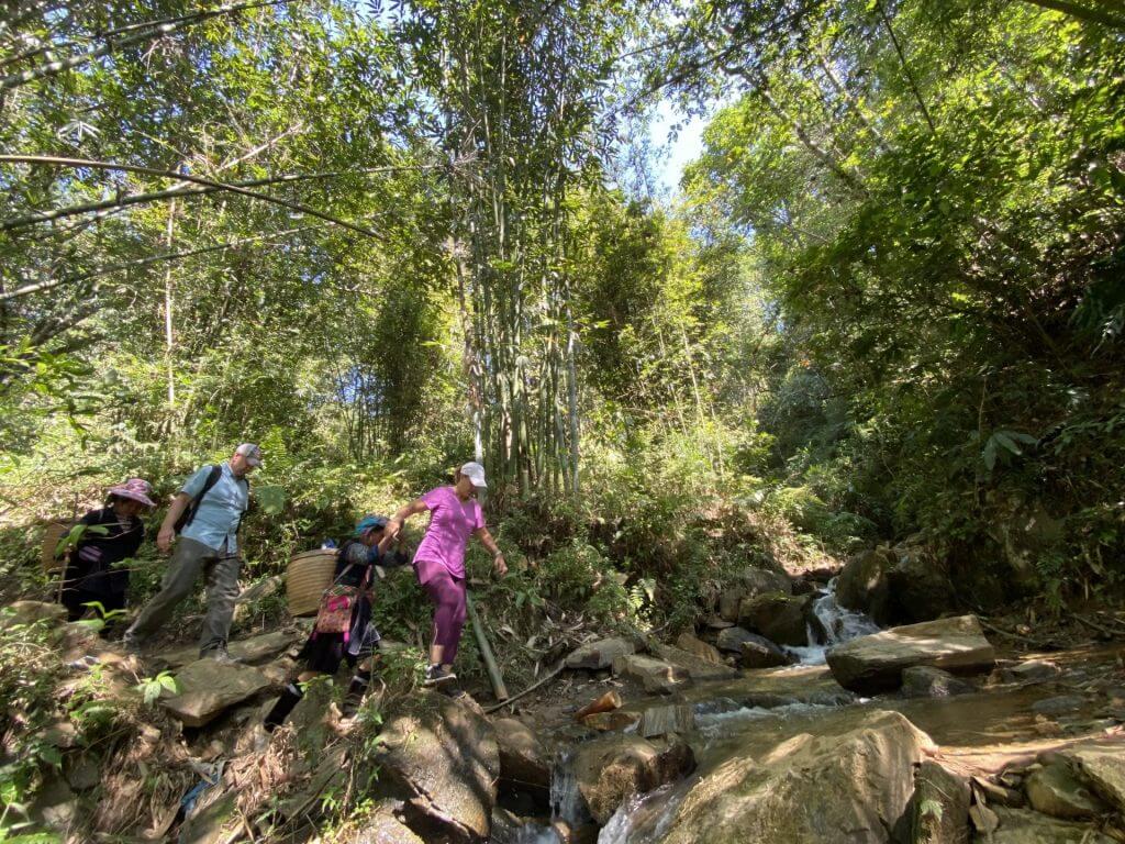 Bamboo forest near Giang Ta Chai village