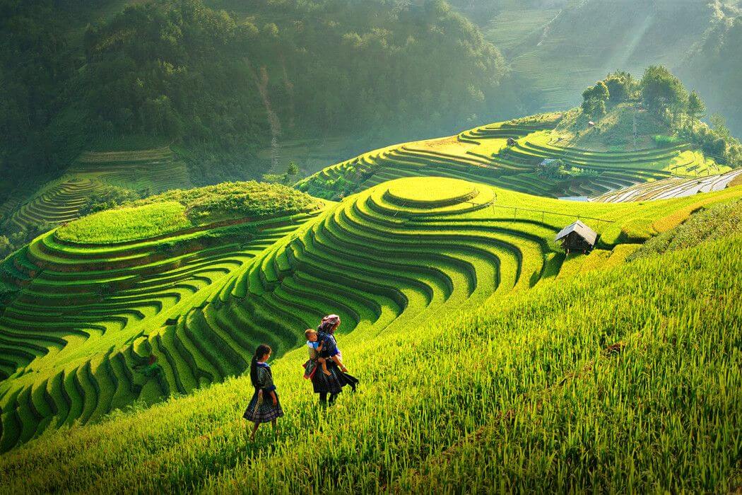 Bright green rice terraces during the growing season