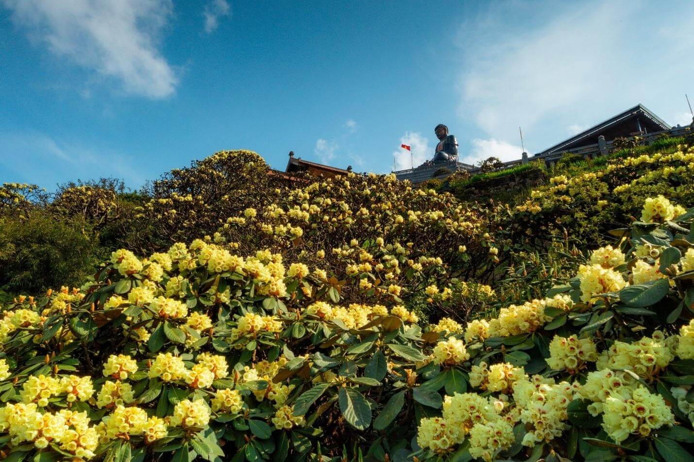 Rhododendron flowers blooming along mountain slopes in spring