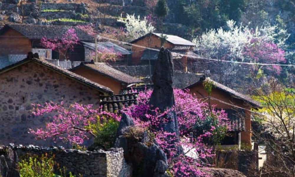 Sapa-in-spring-1
