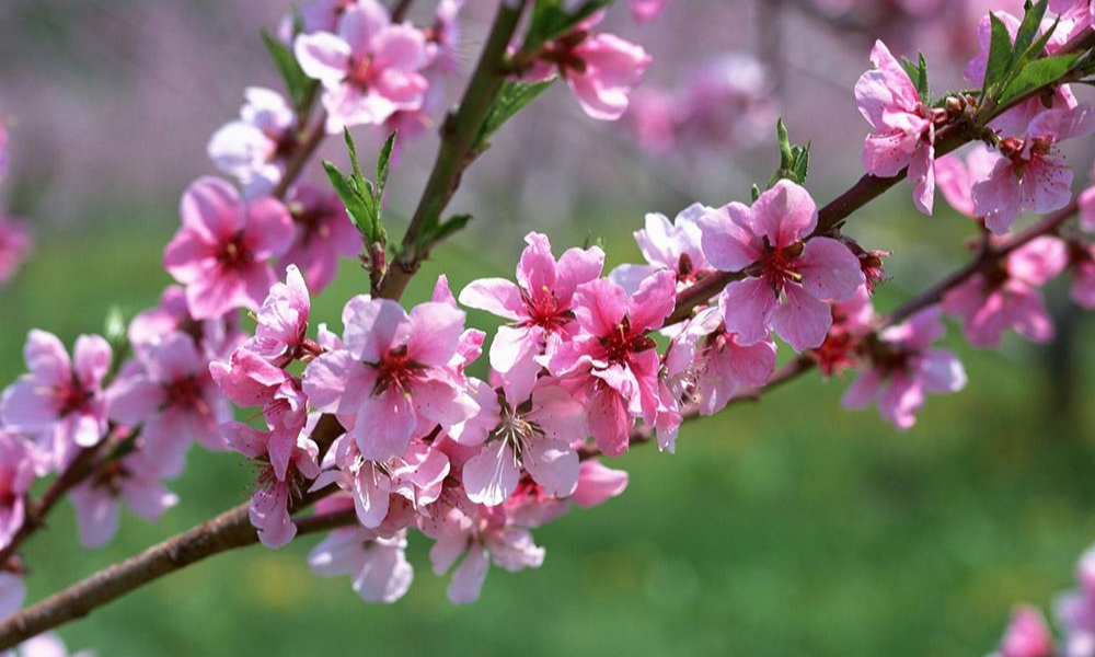 Sapa-in-spring-10