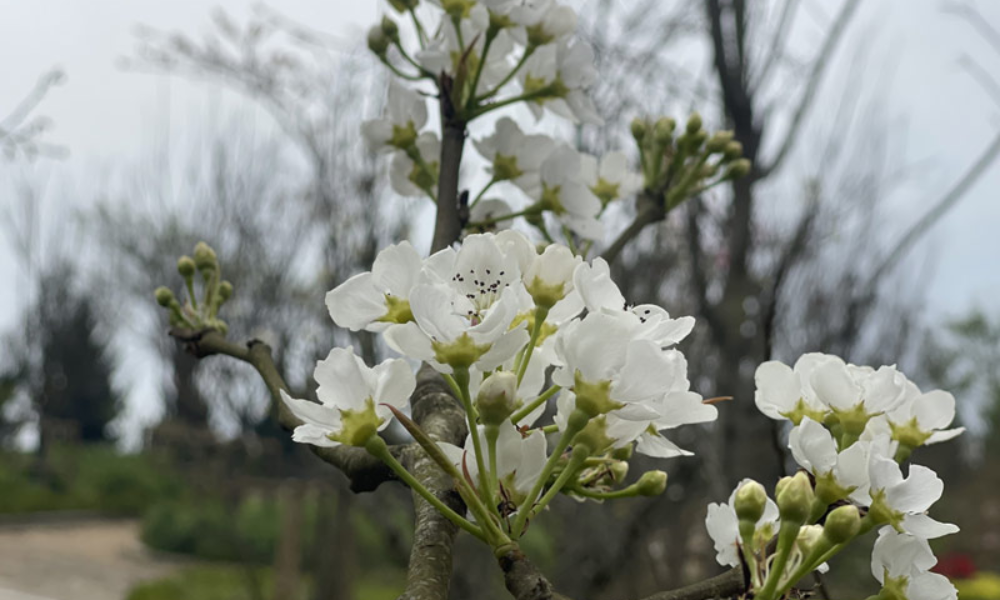 Sapa-in-spring-11