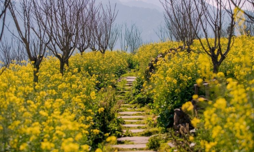 Sapa-in-spring-12