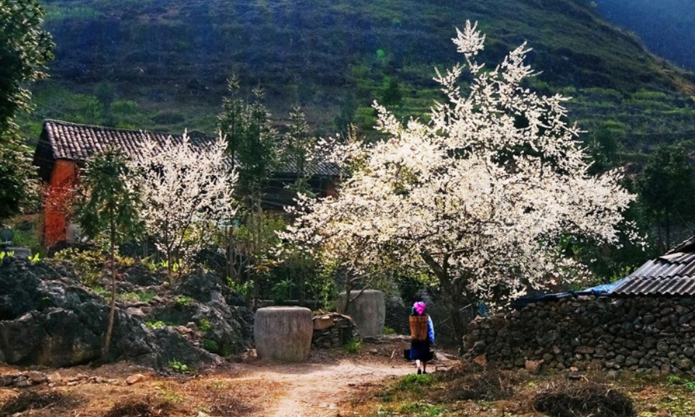 Sapa-in-spring-14