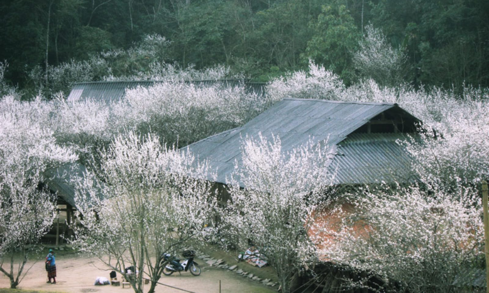 Sapa-in-spring-2