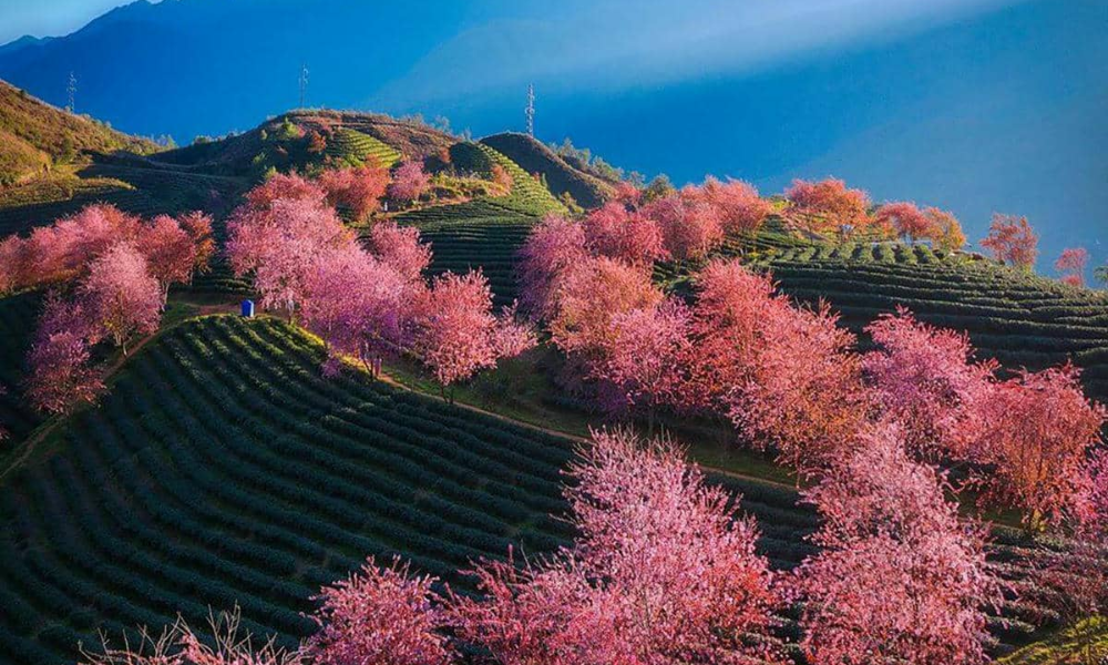 Sapa-in-spring-6
