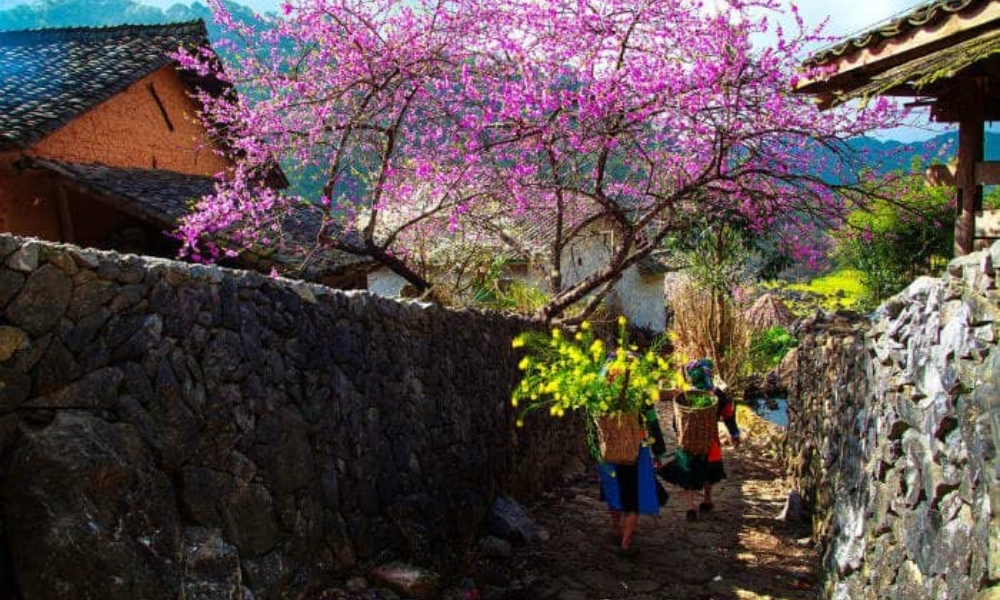 Sapa in spring