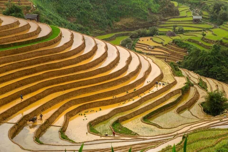 Terraced rice fields changing colors through the farming seasons