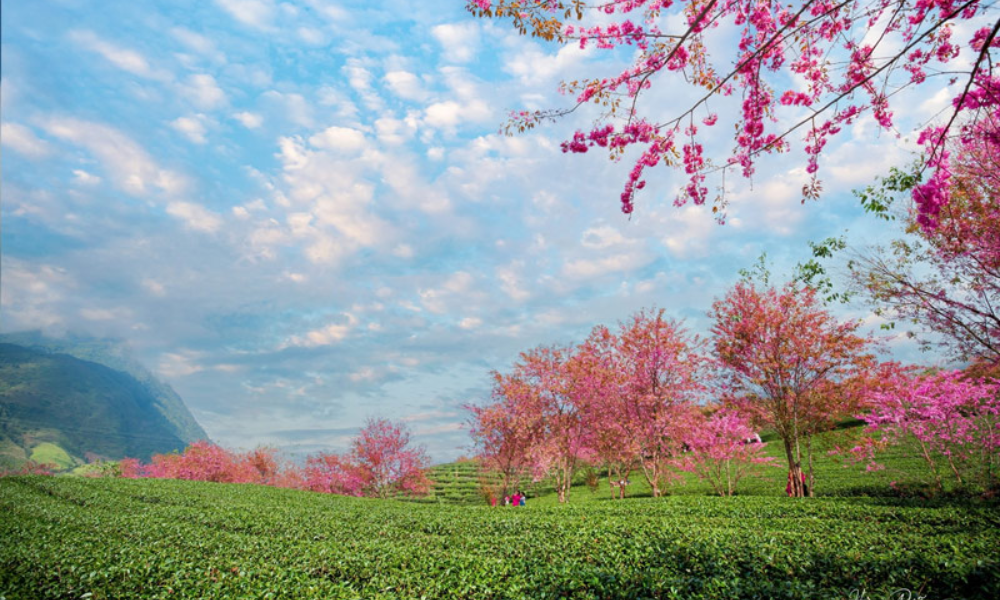 bìa sapa xuân