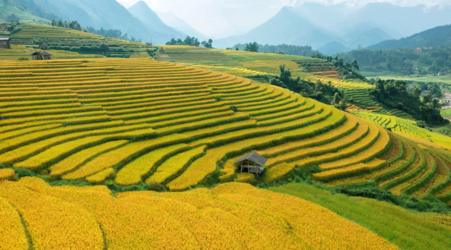 Terraced rice fields during the golden harvest season