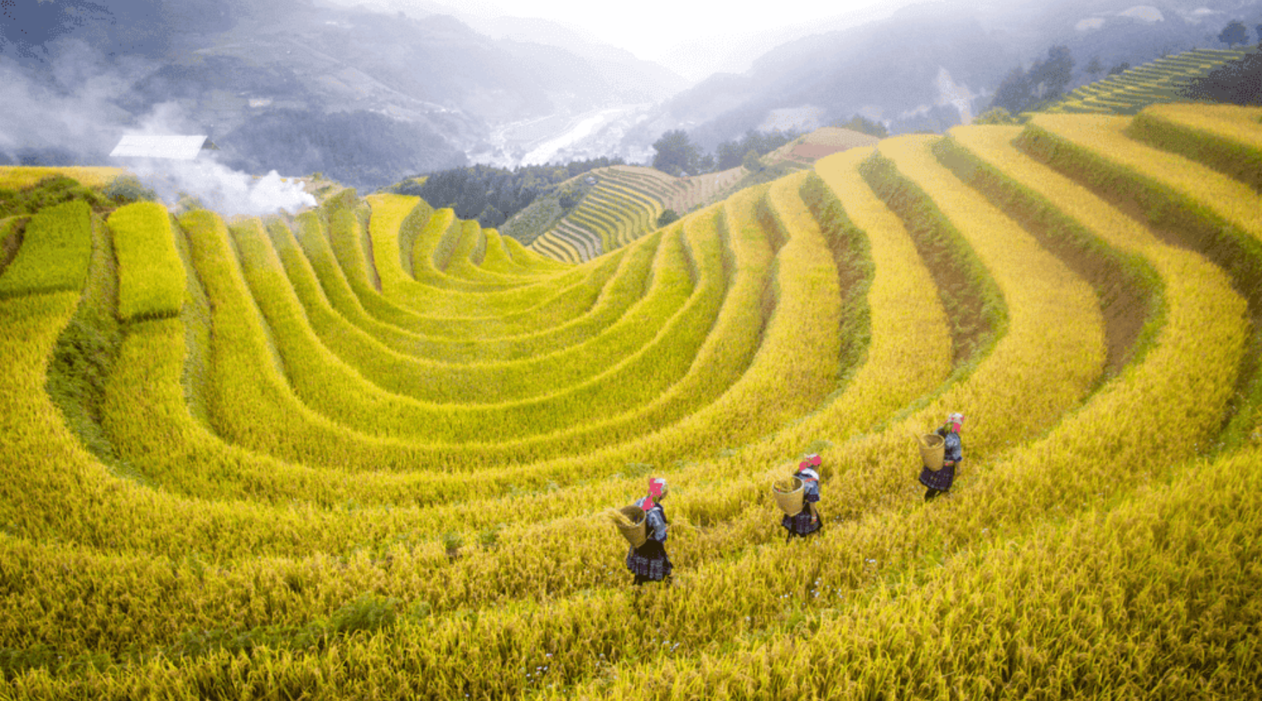 Terraced rice fields during harvest season in Sapa