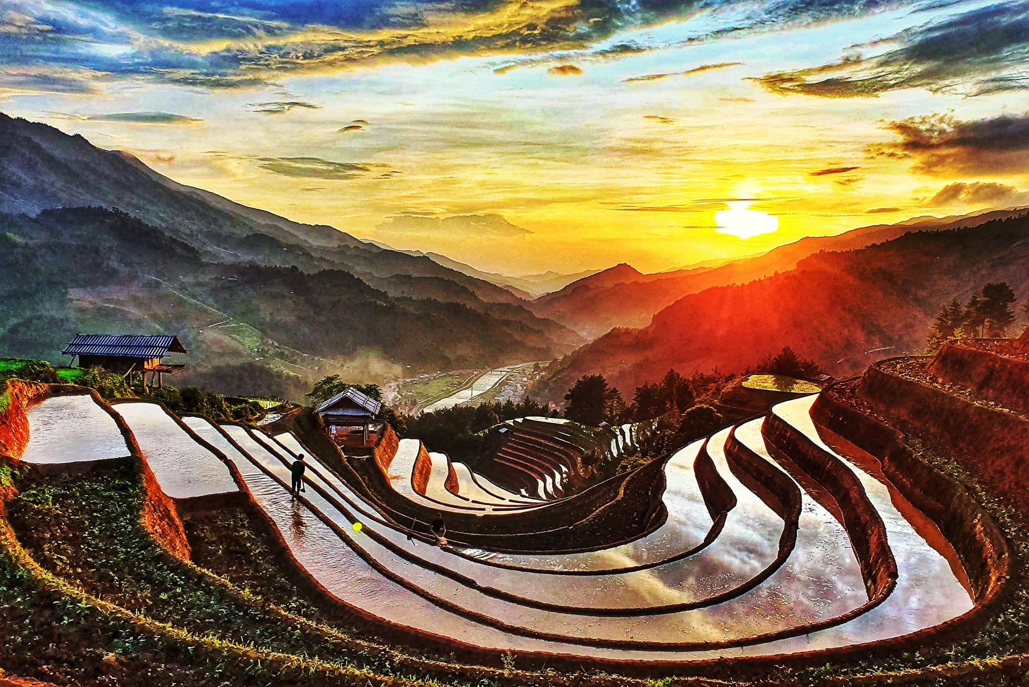 Golden rice terraces during harvest season in Sapa