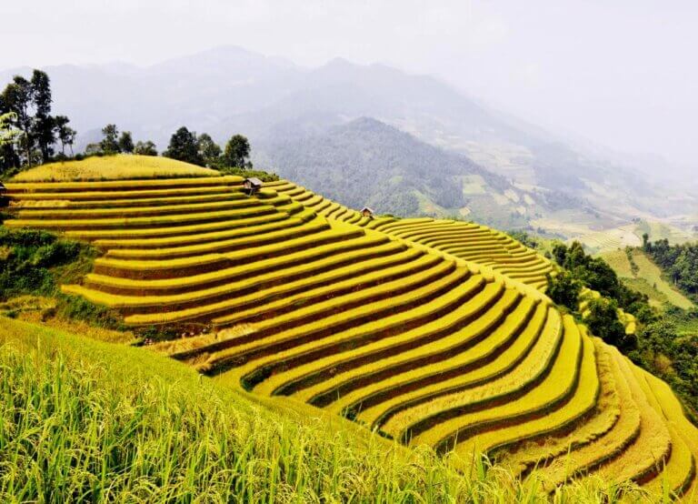Sa Pa Rice Sapa Rice Terraces: Best Viewpoints And Travel Guide