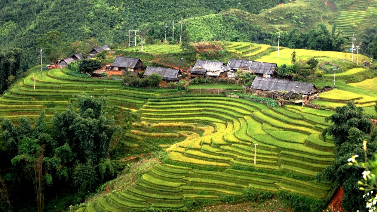 Ban Ho Village Sapa: Authentic Culture & Rice Fields